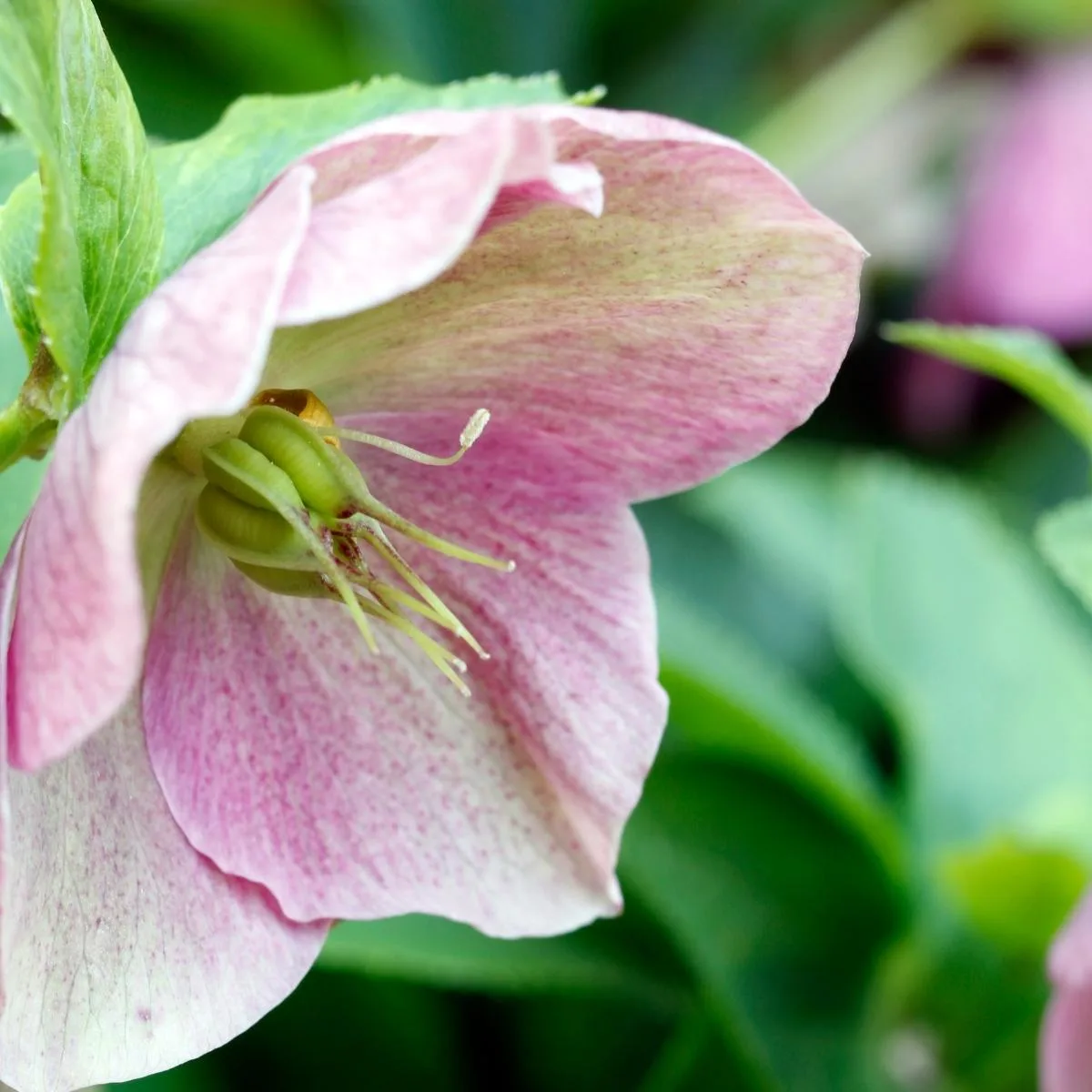 pink hellebore