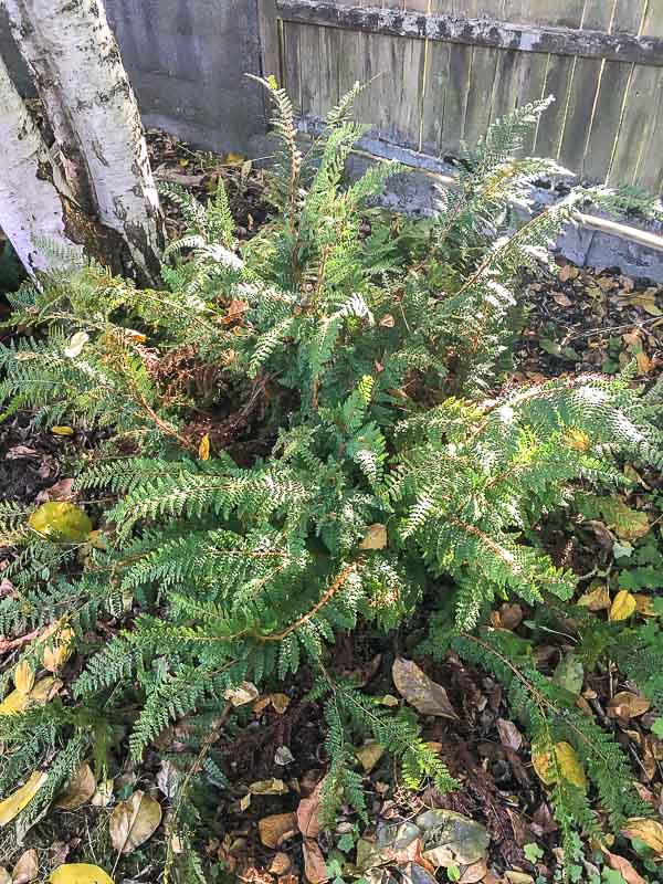 overgrown sword fern that needs to be divided