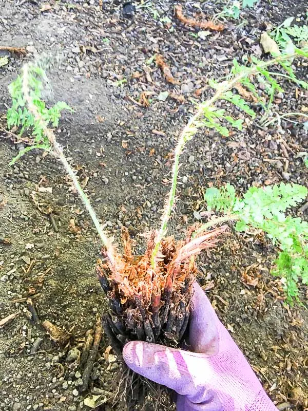 divided fern plant