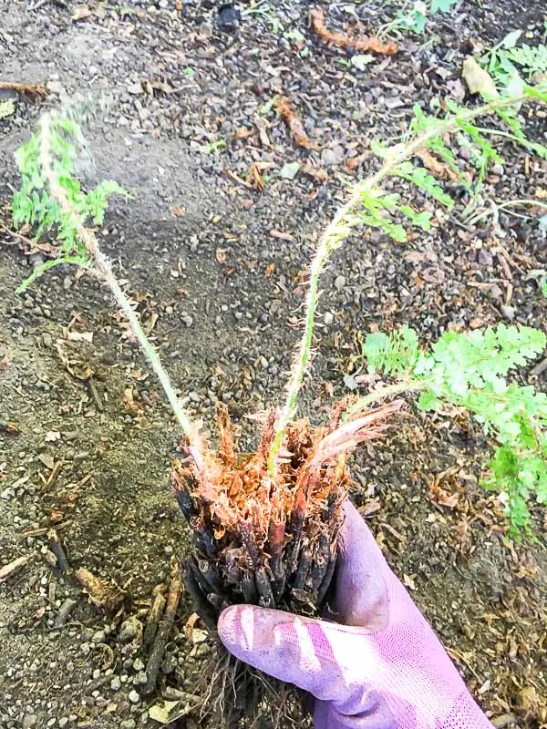 clump of ferns after dividing