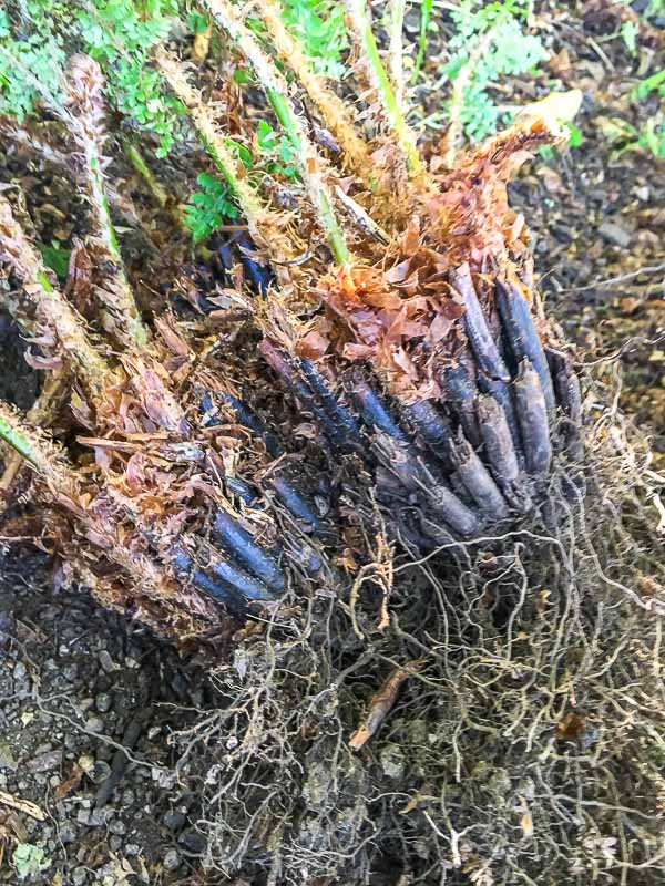 fern root ball clumps after dividing