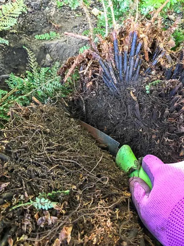 using a serrated garden trowel to divide the fern root ball in half between the root clumps