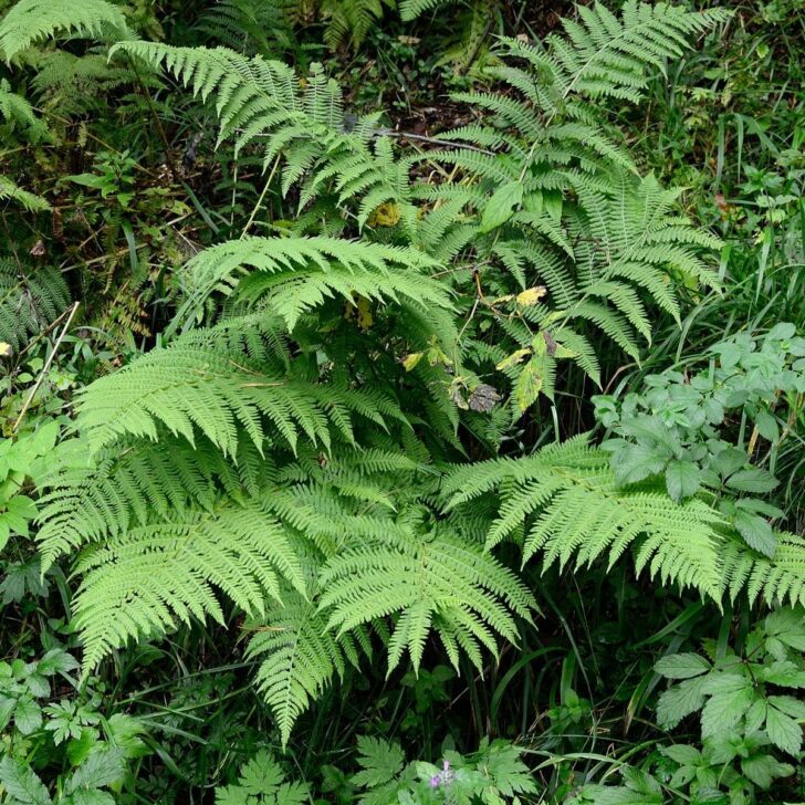 how to divide ferns