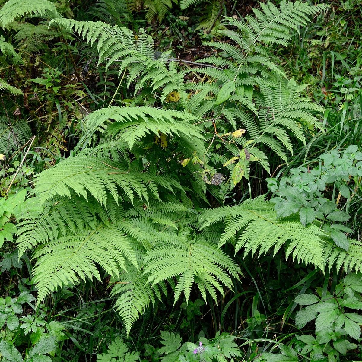 How to Divide Ferns to Double Your Plants - growhappierplants.com