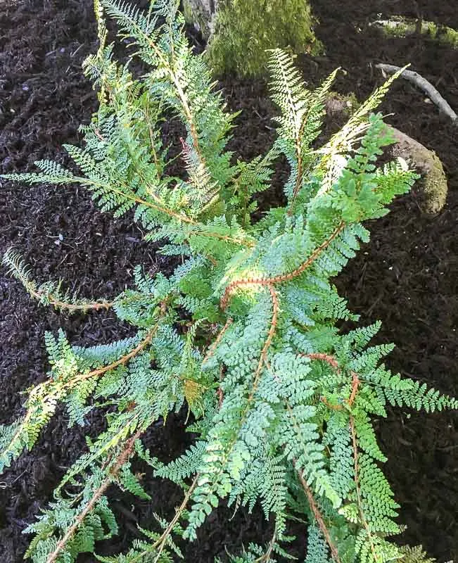 half of a divided fern planted in the ground with mulch