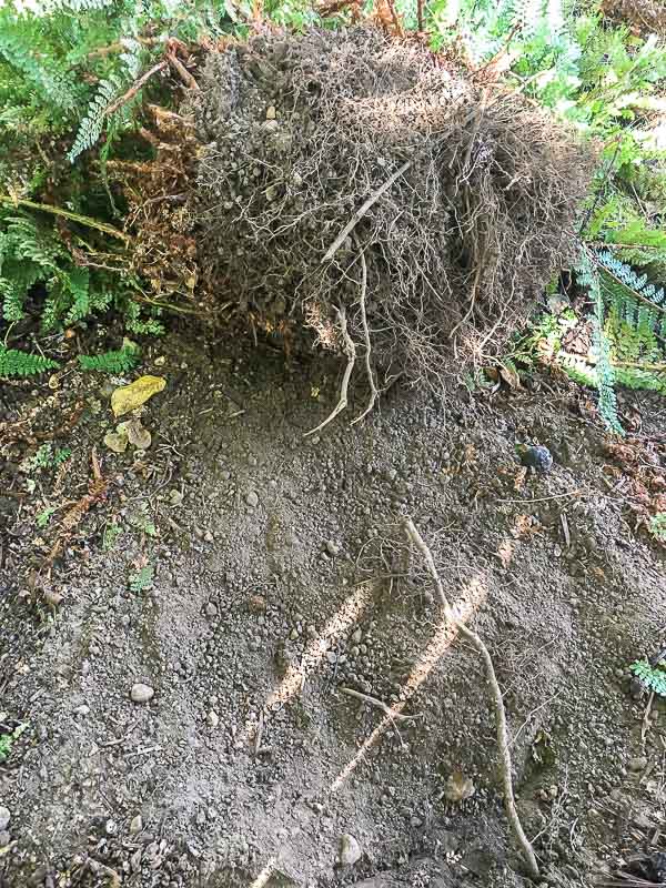 shallow roots of a large fern clump dug out of the ground