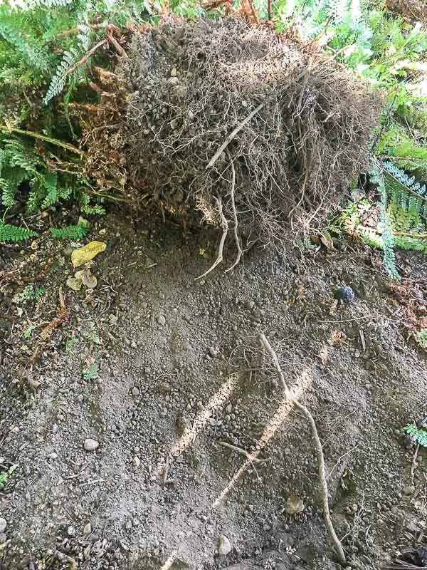 shallow roots of a large fern clump dug out of the ground