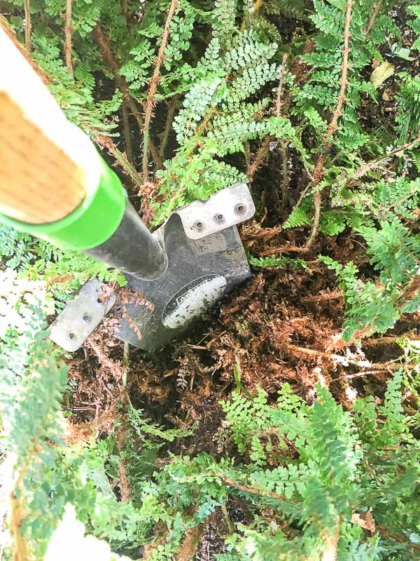 using a shovel to mark a dividing line in the fern root ball