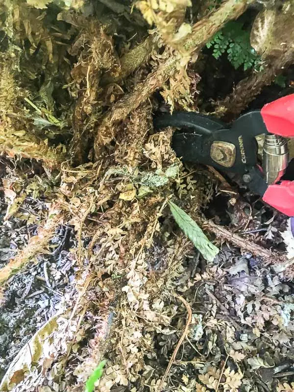trimming away dead fronds from a fern before dividing