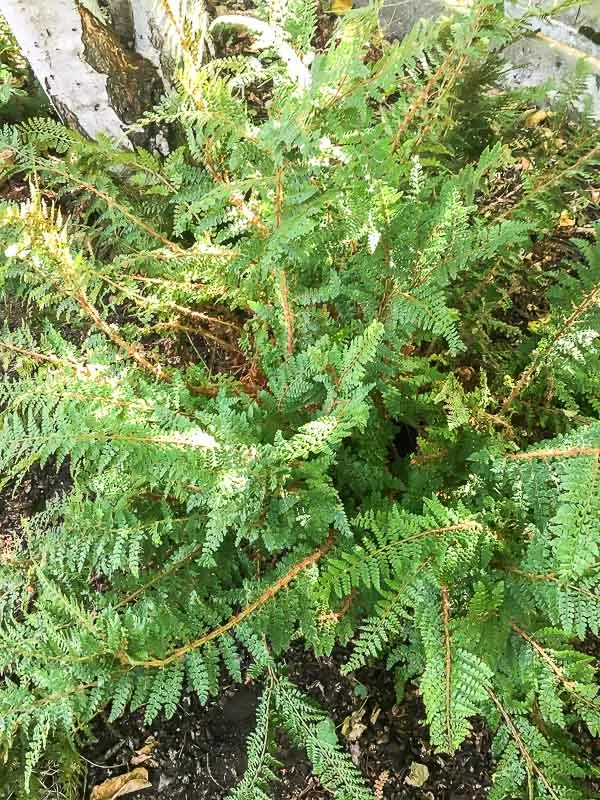 Western sword fern after trimming away dead fronds