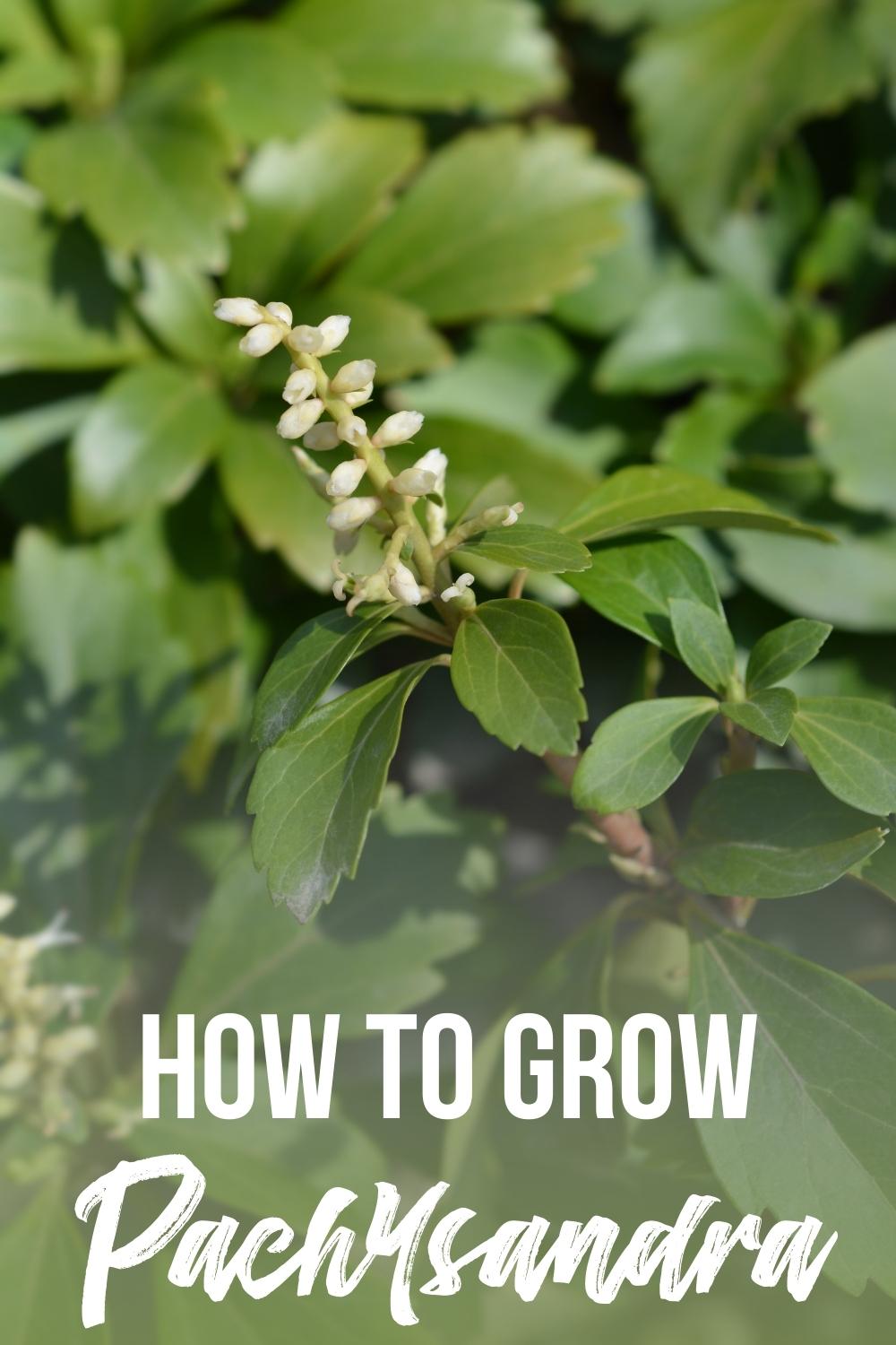 how to grow pachysandra