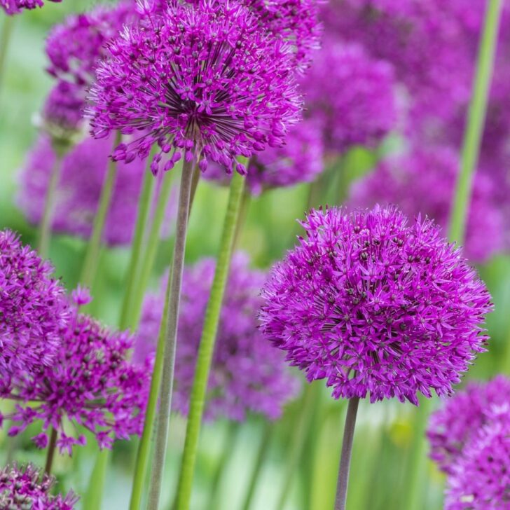 how to plant alliums