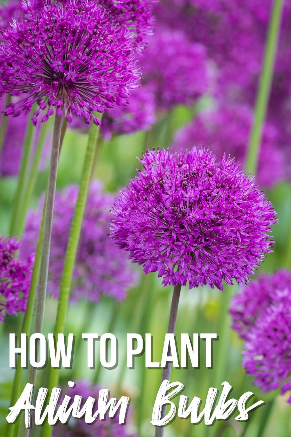 How to plant allium bulbs