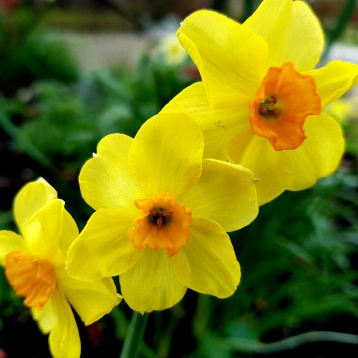 yellow and orange daffodils