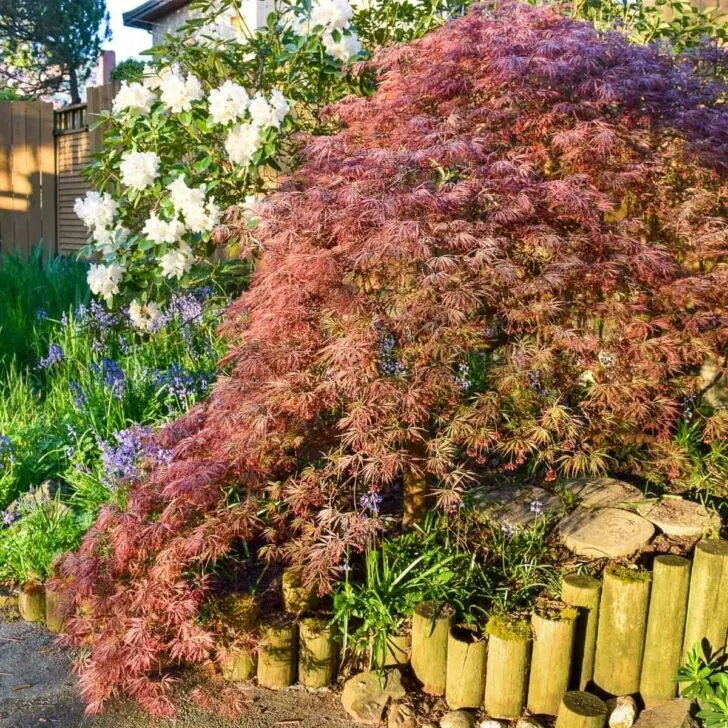 how to trim Japanese maple trees