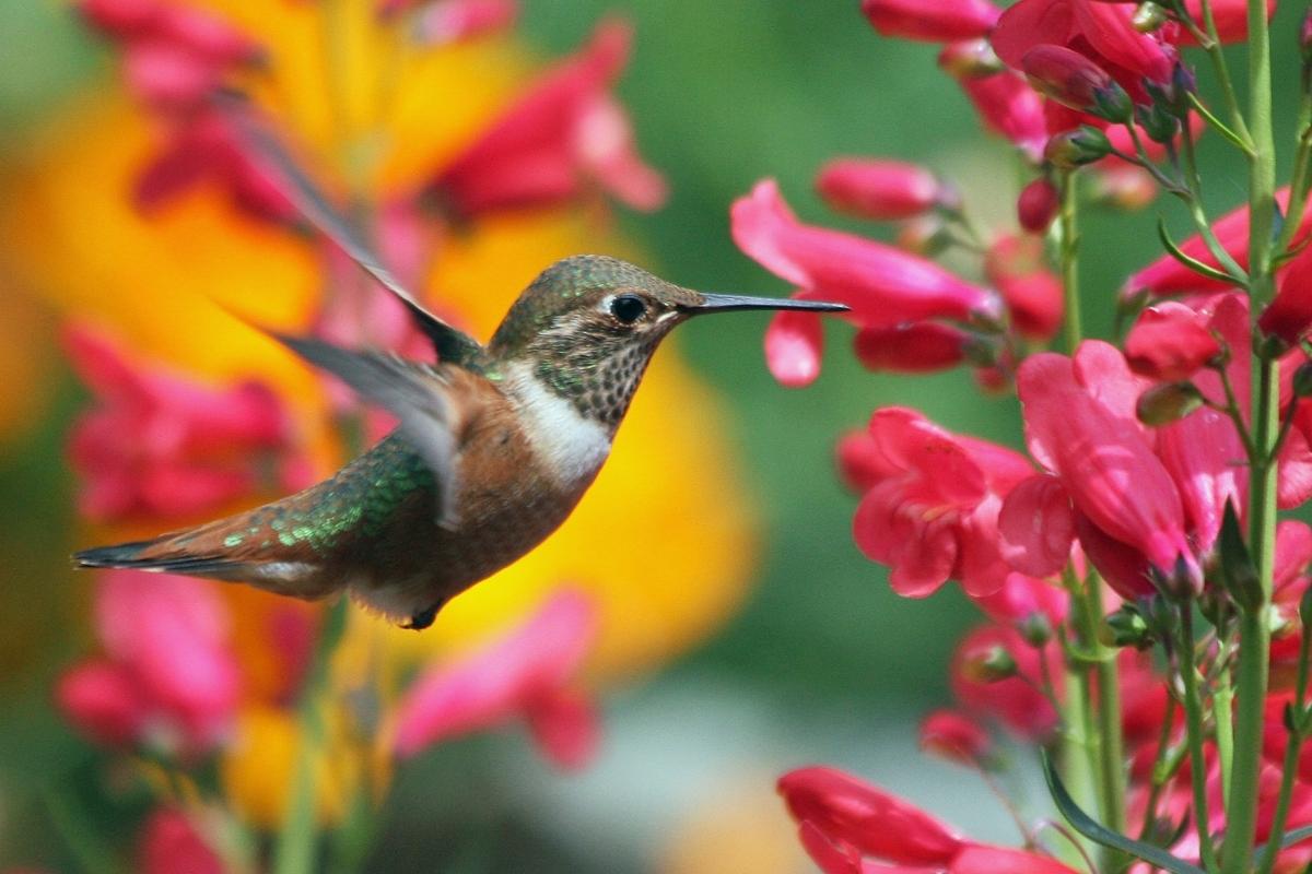 hummingbird at flowers with long, tubular blossoms