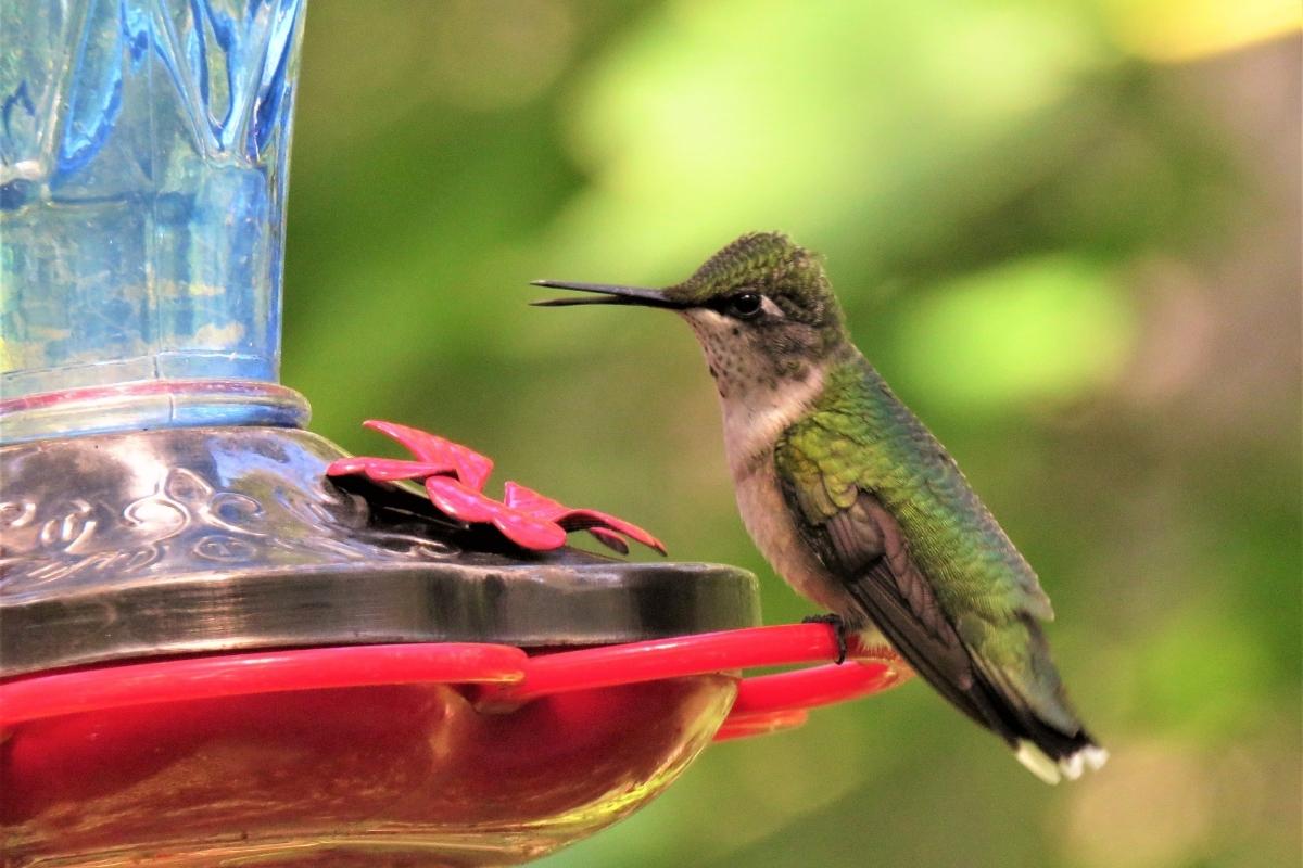 hummingbird at bottle feeder