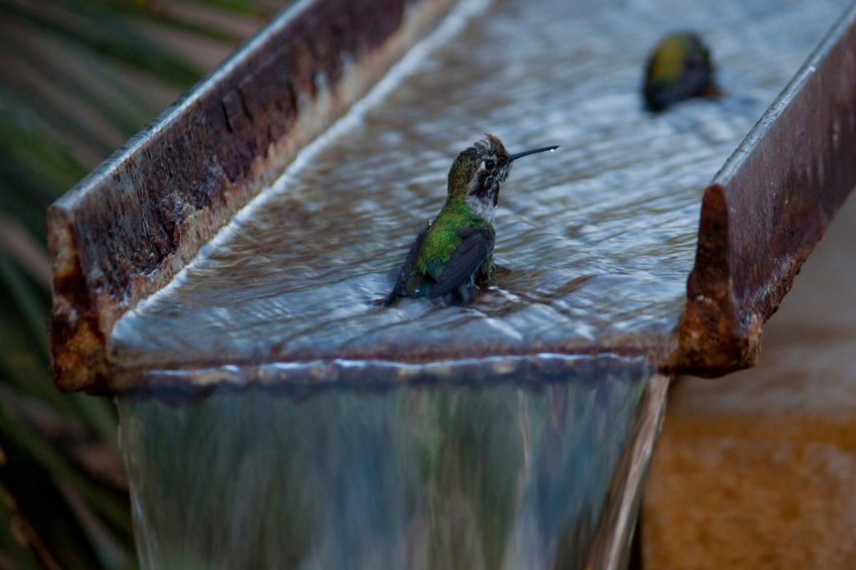 hummingbird taking a bath in flowing water
