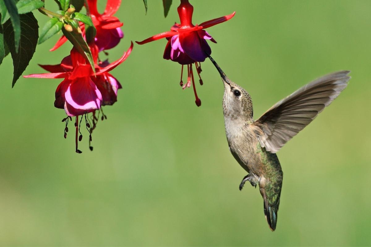 hummingbird feeding from fuchsia flower