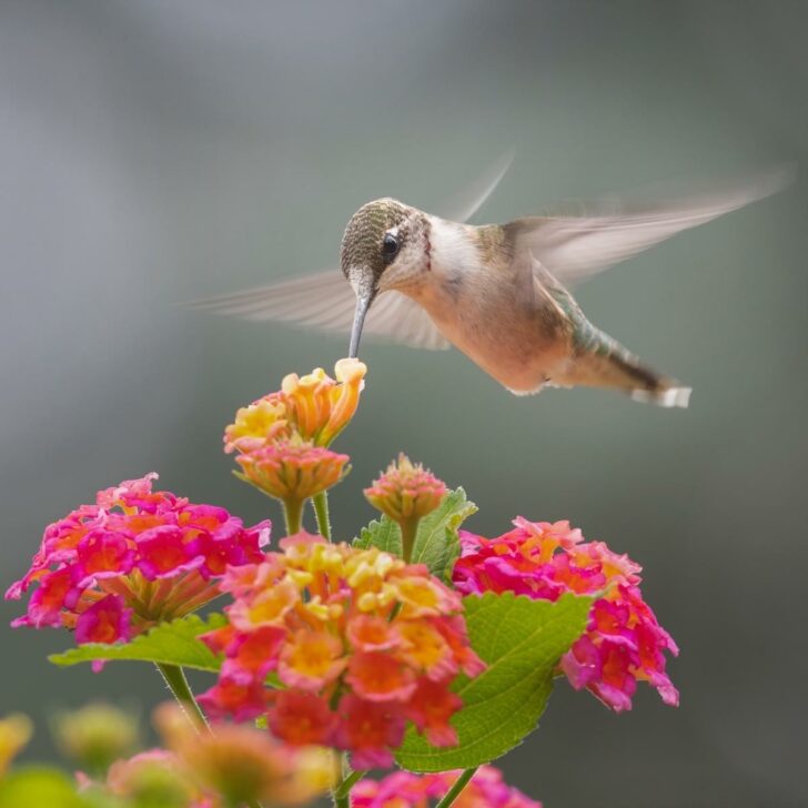 hummingbird feeding from flowersd