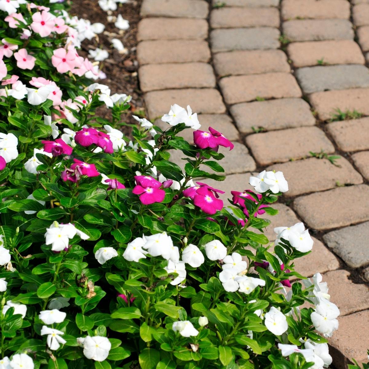 pink and white impatiens along a brick pathway