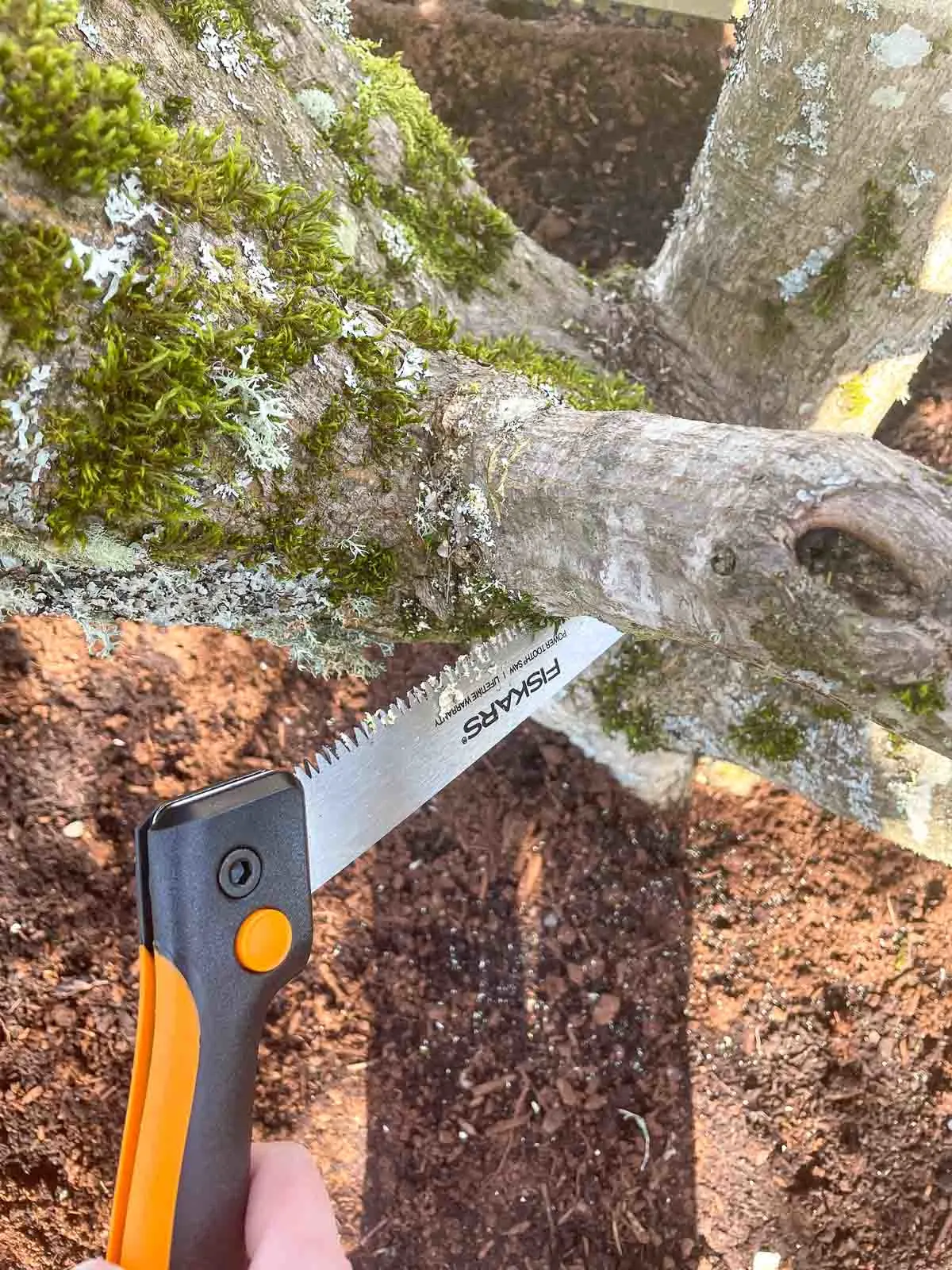 using a pruning saw to cut a large branch from a Japanese maple