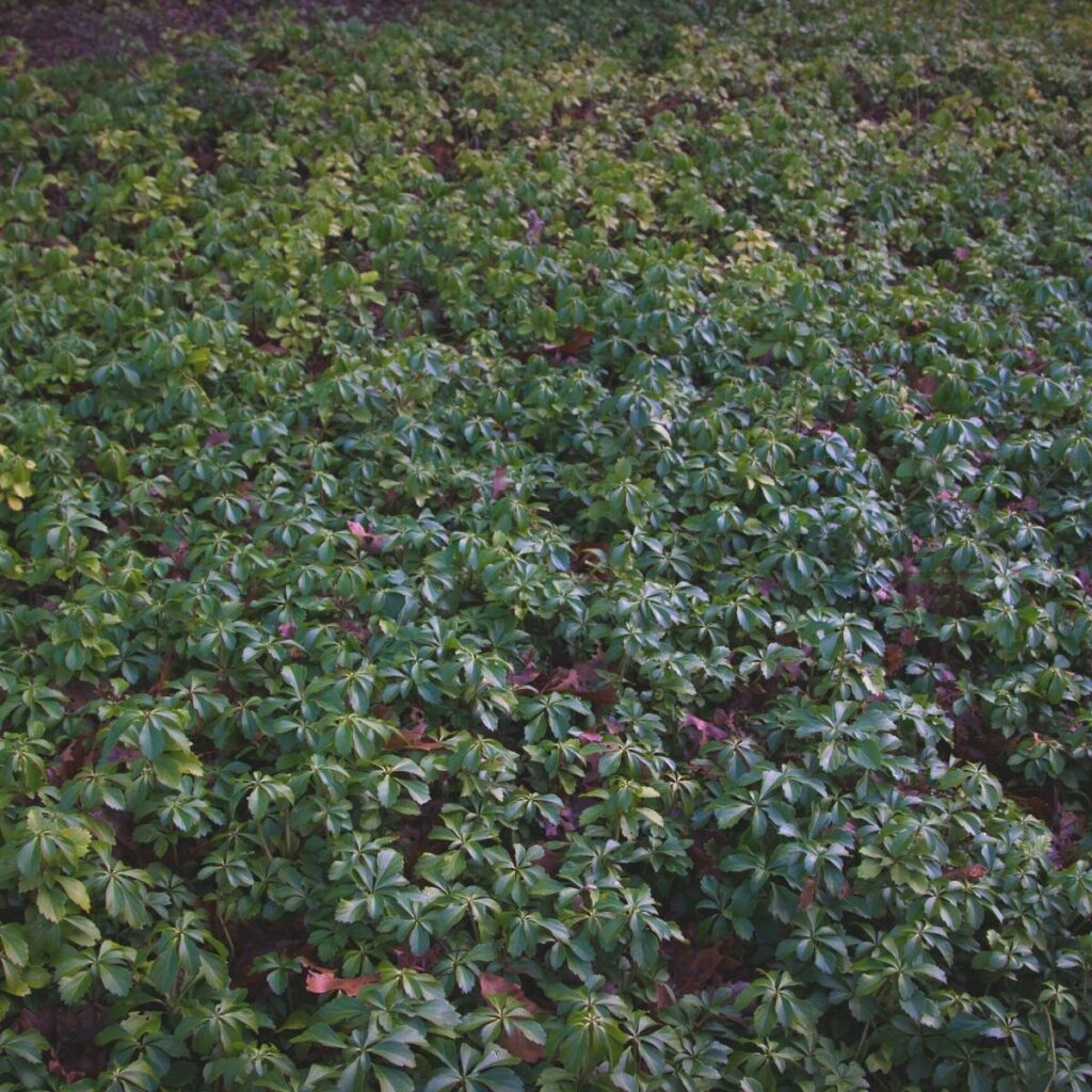 How to Plant Pachysandra (Japanese Spurge)