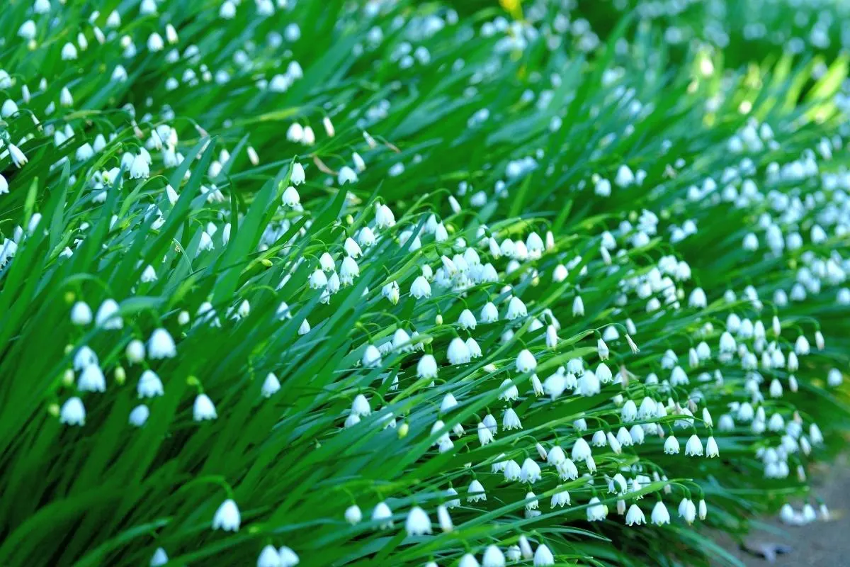 large drift of leucojum