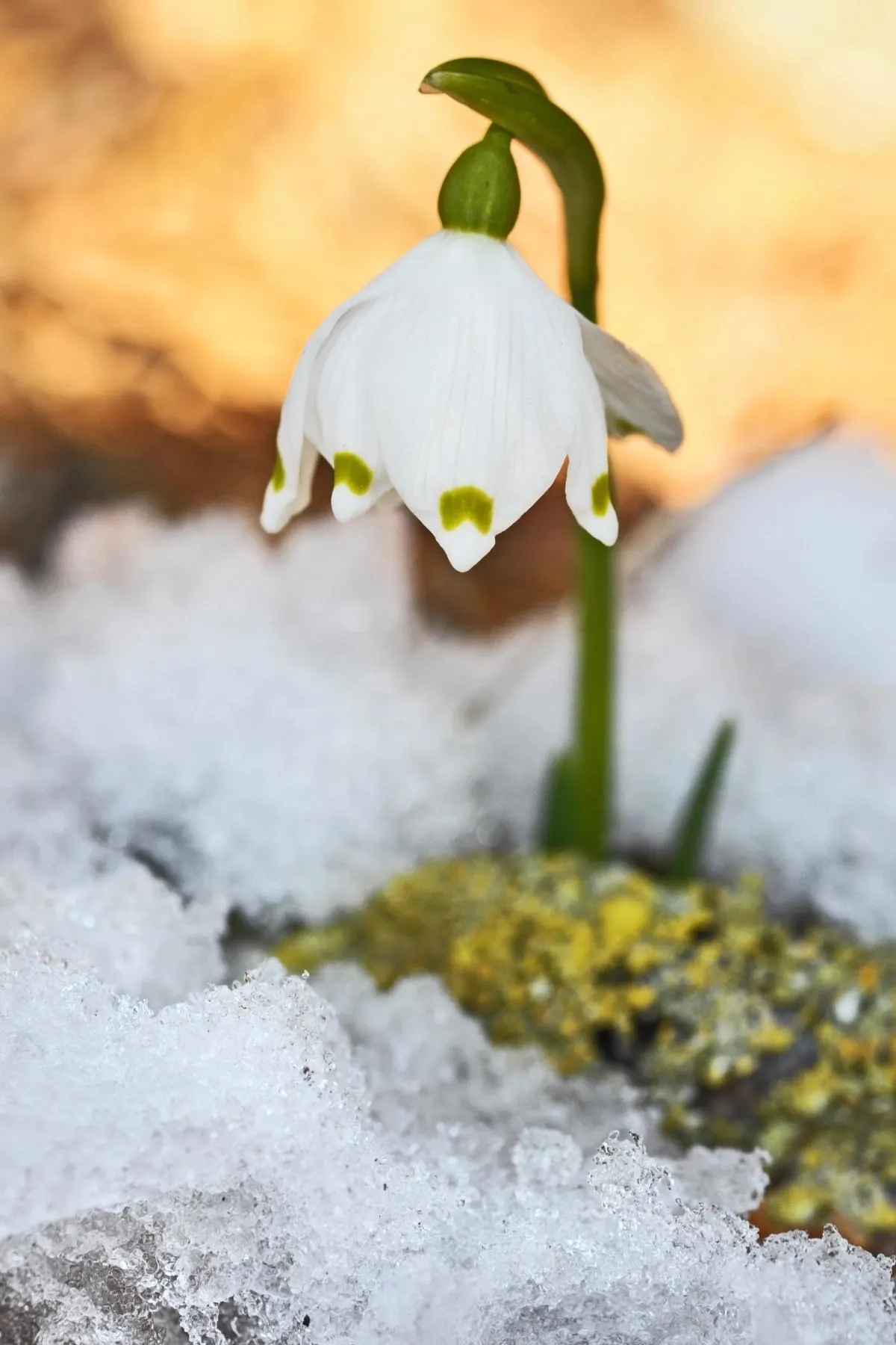 leucojum blooming through the snow