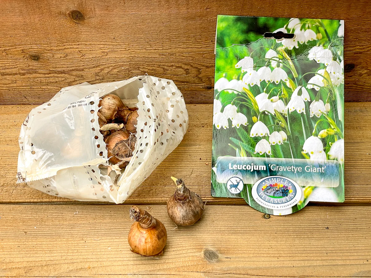 leucojum bulbs in bag