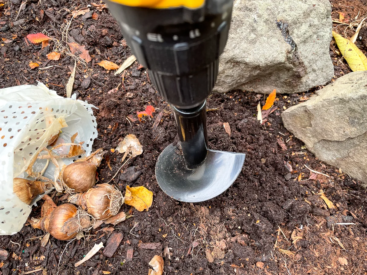 drilling hole for leucojum bulbs with a 3" auger