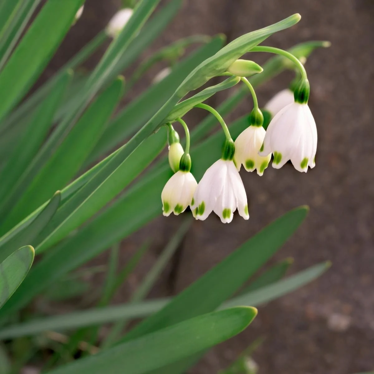 close up of leucojum blooms