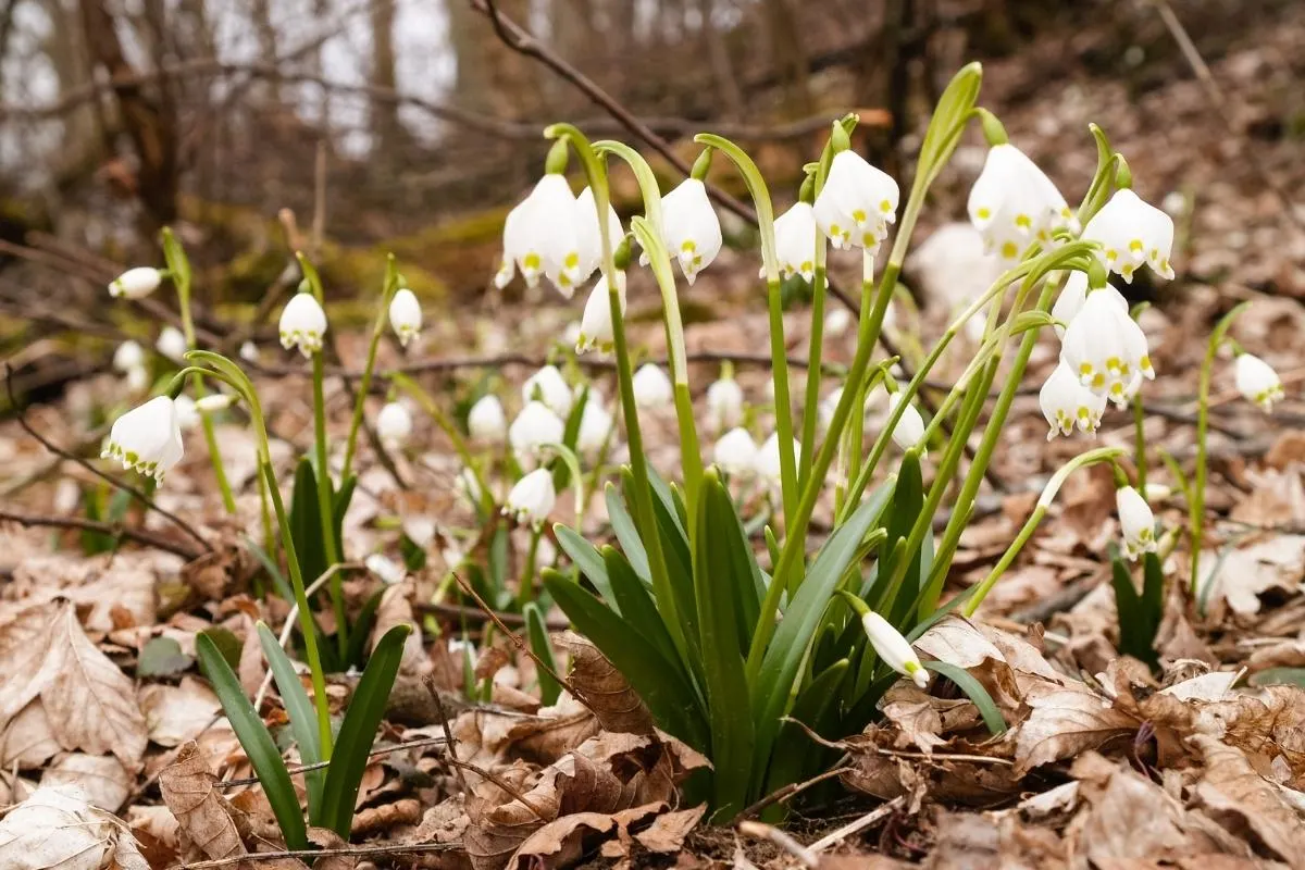 leucojum growing in forest