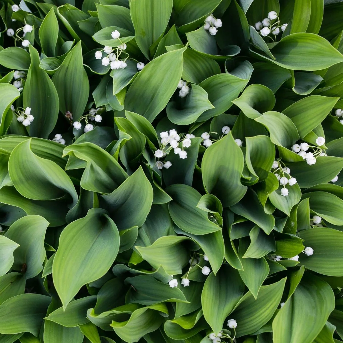 lily of the valley