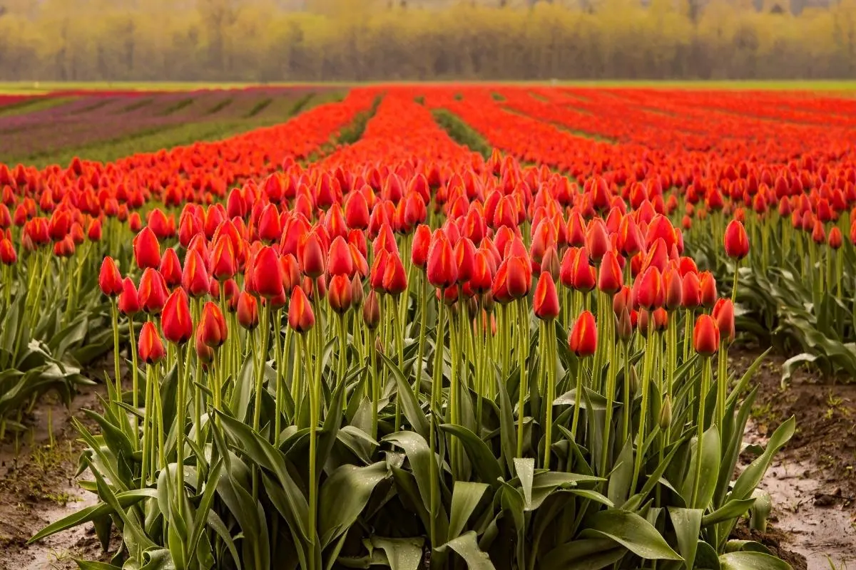 field of red tulips