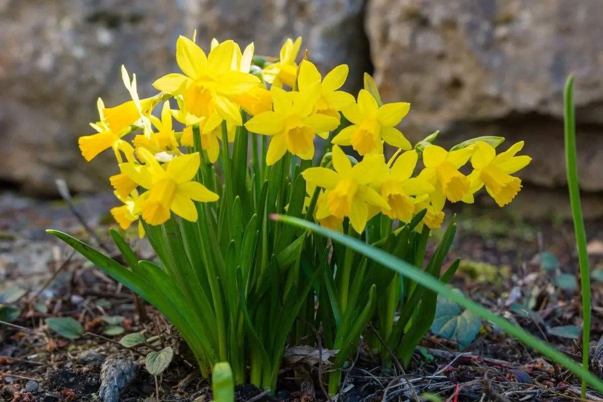naturalized daffodils growing in a clump