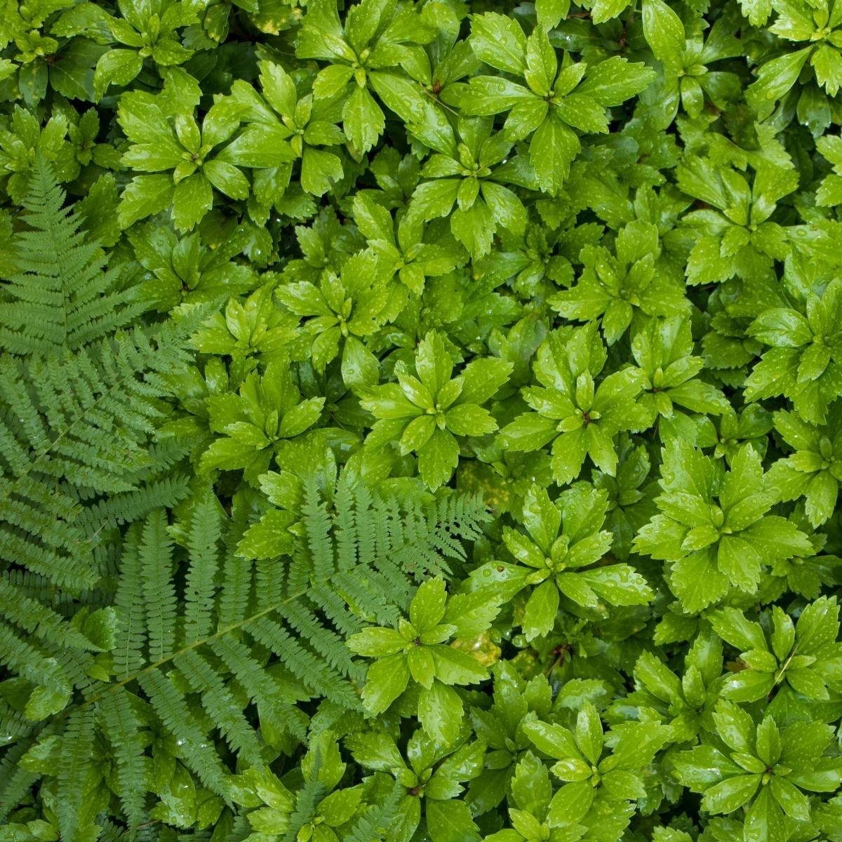 pachysandra and fern