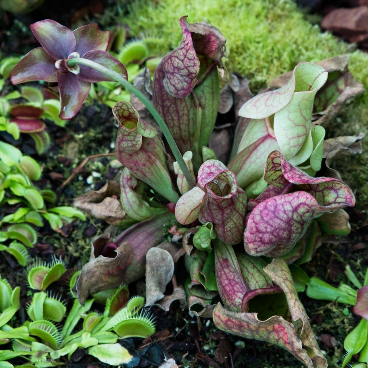 pitcher plant and venus fly trap in bog soil