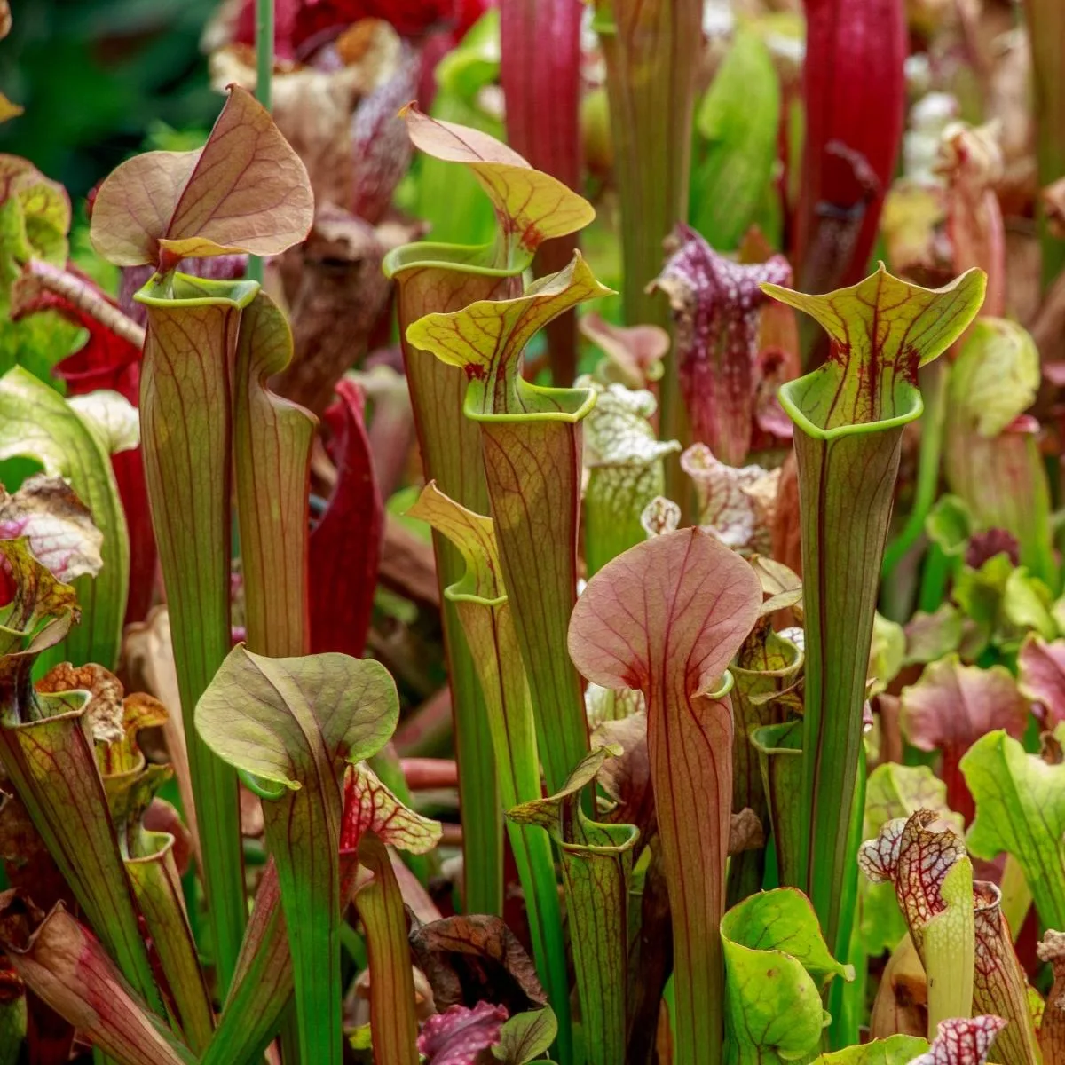 pitcher plants