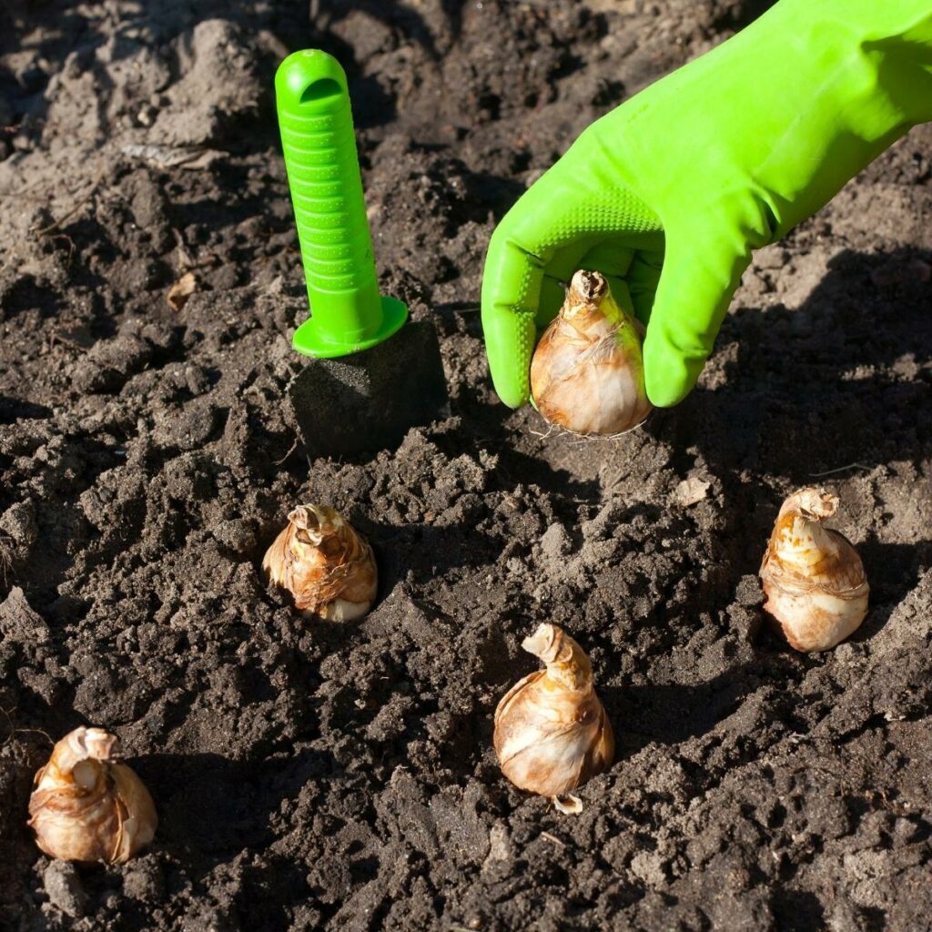 How To Plant Daffodil Bulbs In Fall Growhappierplants Com   Planting Daffodil Bulbs 3 Inches Apart 1024x1024 