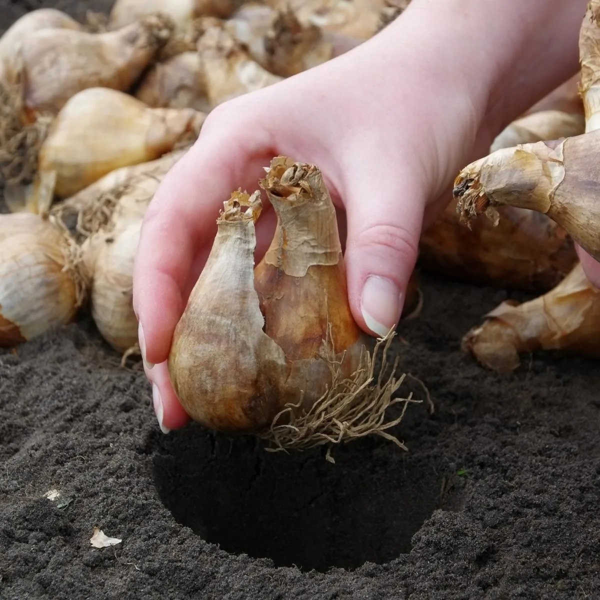 planting daffodil bulb in a hole