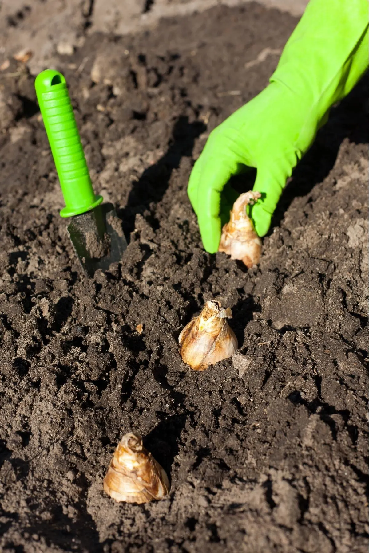 planting a row of daffodil bulbs