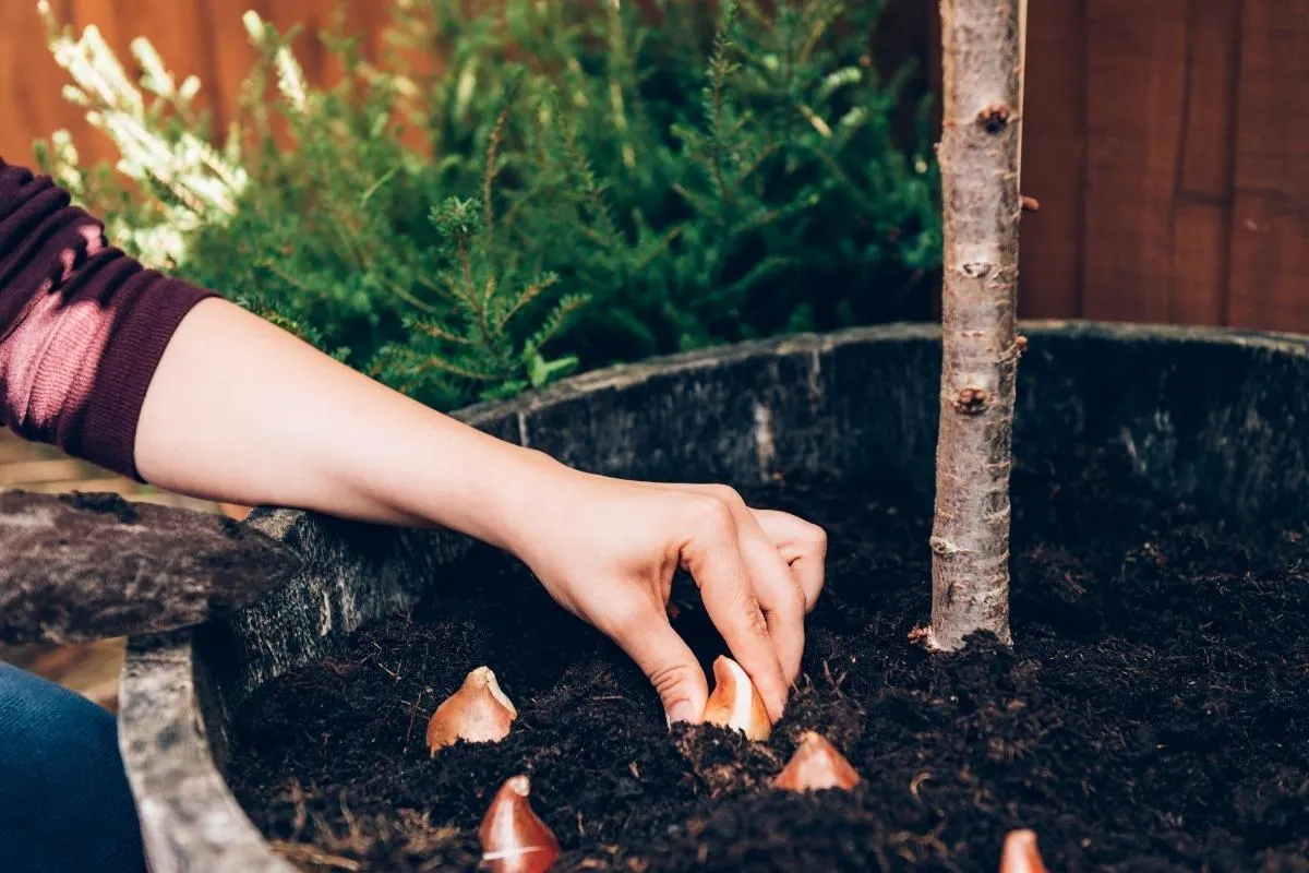 planting tulip bulbs in a container