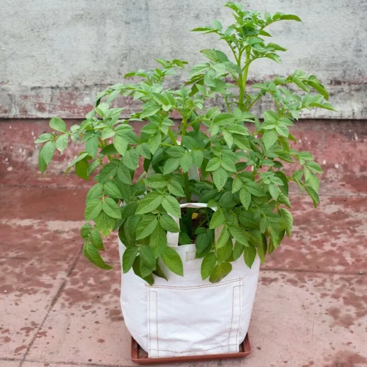 white grow bag for potatoes with tray underneath