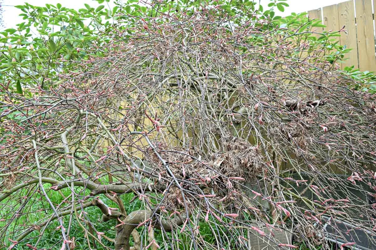 weeping Japanese maple before pruning