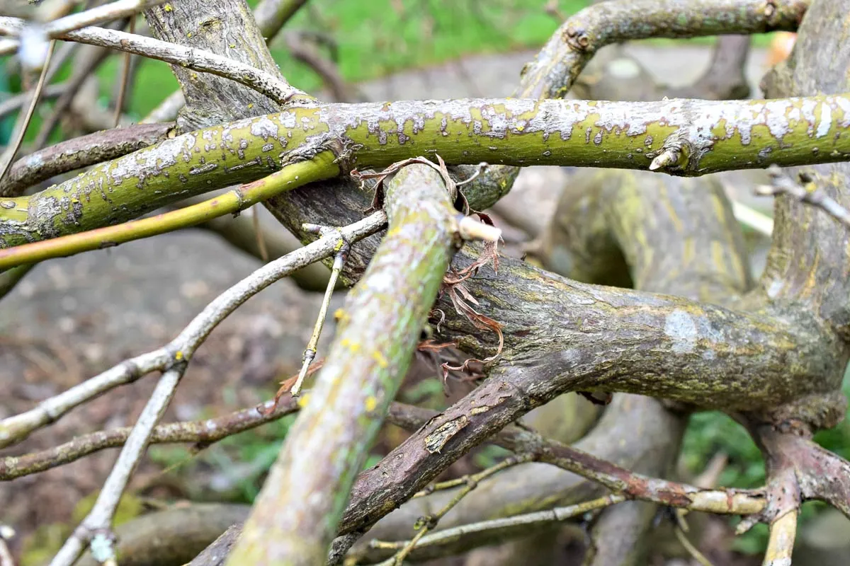 crossing branches in a Japanese maple that need to be pruned