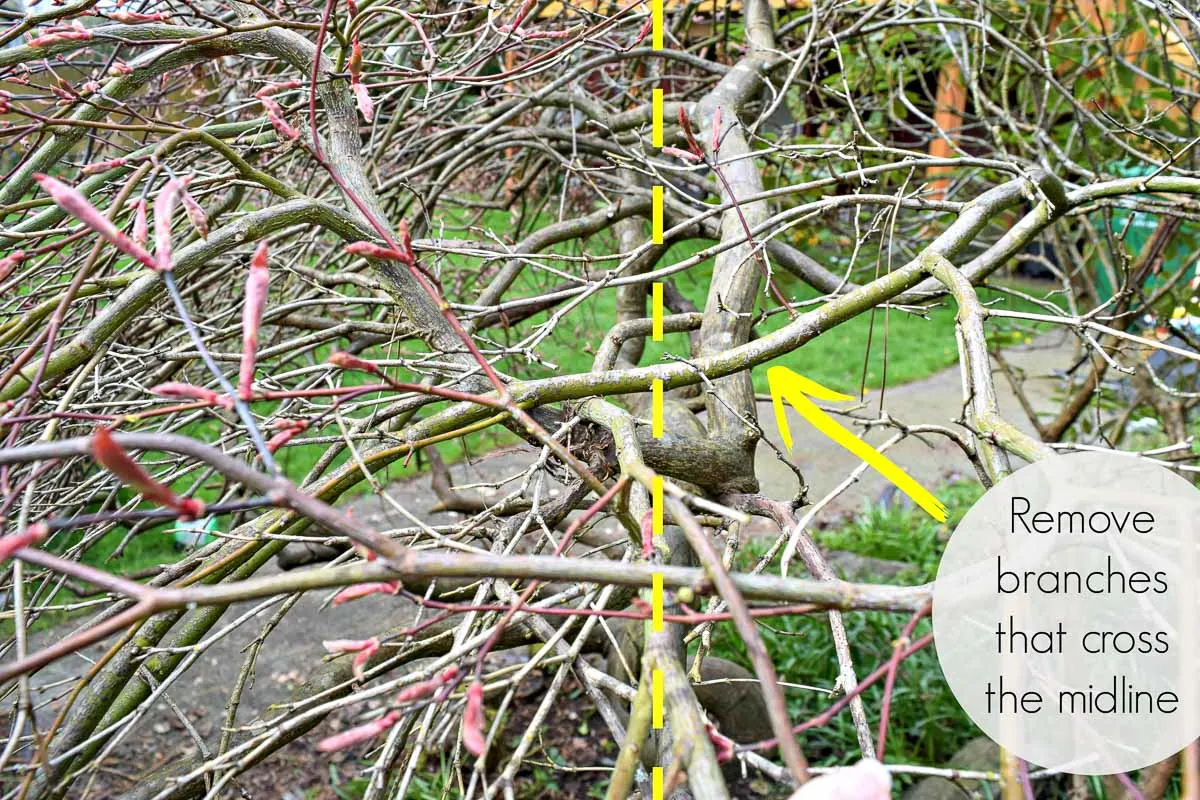 dotted line showing the midline of the weeping Japanese maple with a branch crossing the center