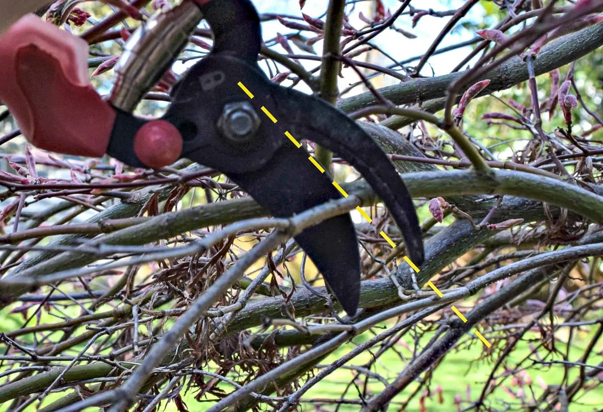 trimming off dead branches at the collar