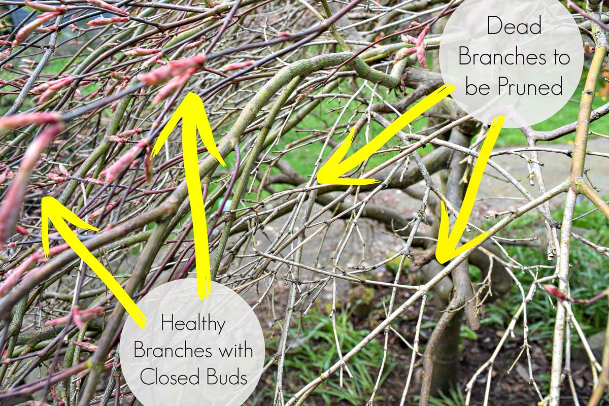 arrows pointing to dead branches on a Japanese maple that need to be removed