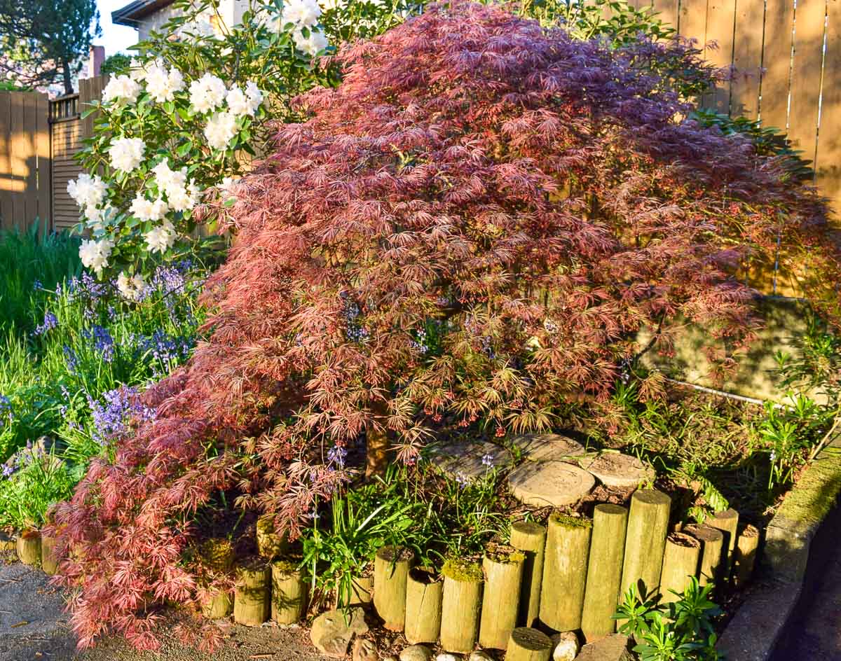 side view of weeping Japanese maple with cascade of leaves almost touching the ground
